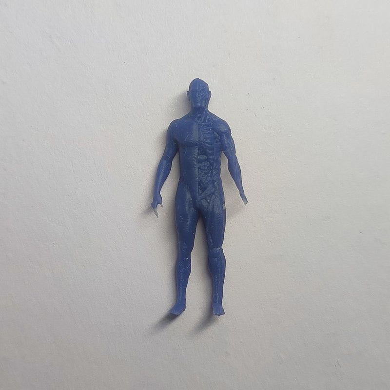 Anatomical Model - Only-Games