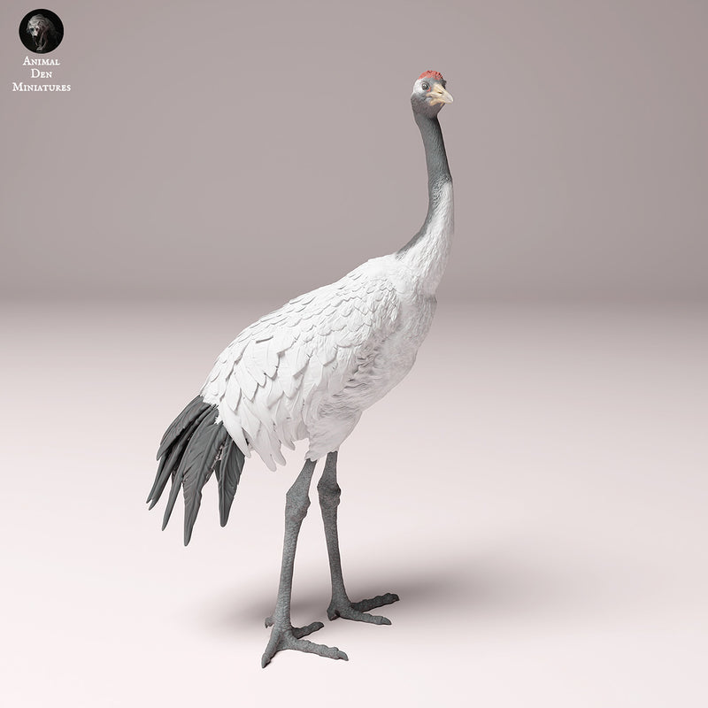 Red-Crowned Crane  1/32