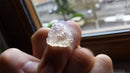 Lion Ring for comp