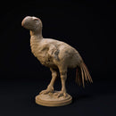 Brontornis 32mm scale terror bird companion - Only-Games