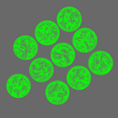 Stars and Stripes 25mm Round Base Set X10 - Only-Games