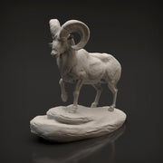 Bighorn Ram 1/35 - Only-Games