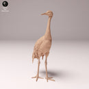 Red-Crowned Crane  1/32 - Only-Games