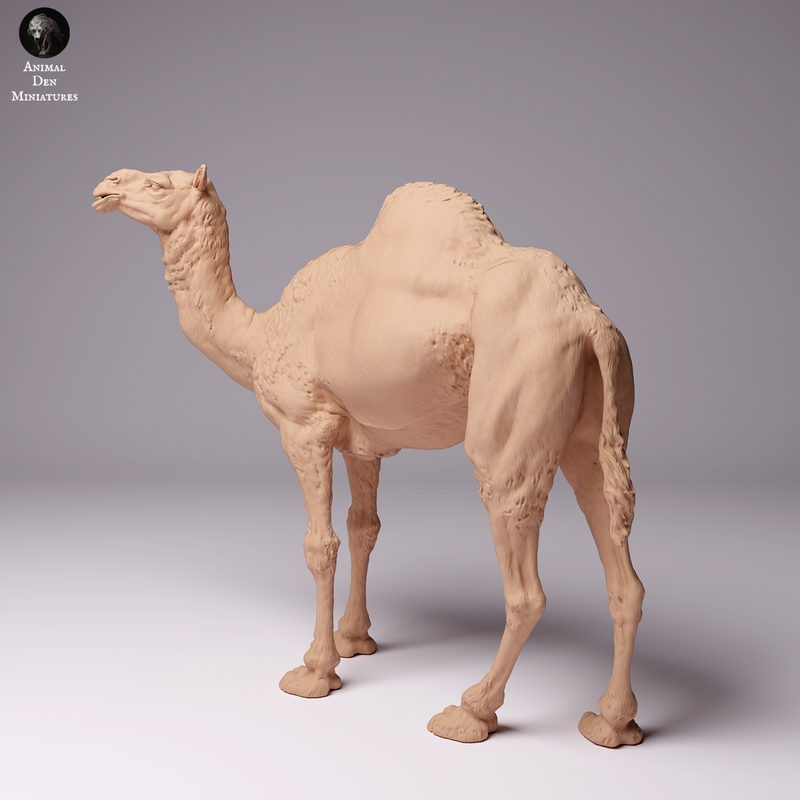 Dromedary Camel Male 1/43 - Only-Games