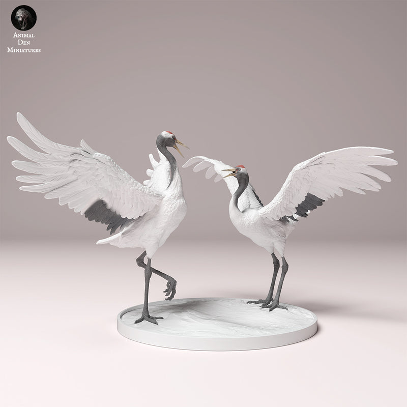 Red-Crowned Cranes Dance 1/32