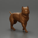 gangster homie in cap and short with his pitbull dog on the street - Only-Games