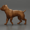 gangster homie in cap and short with his pitbull dog on the street - Only-Games