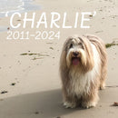 Shaggy Dog Paint topper swatch