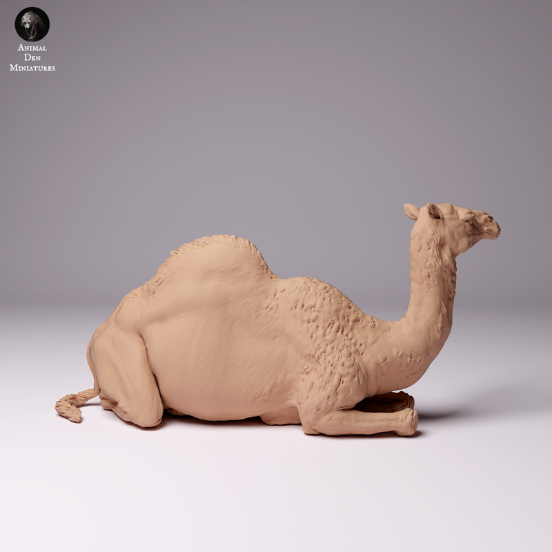 Dromedary Camel Lying Female 1/43 - Only-Games