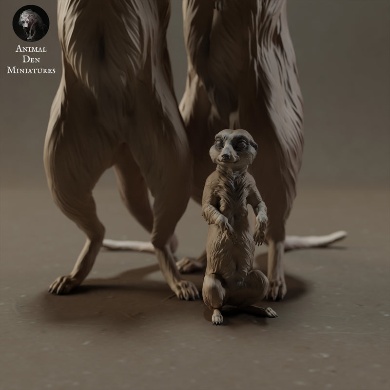 Meerkats 1/9