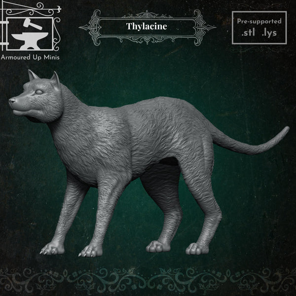 Thylacine