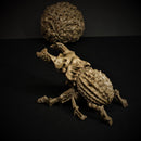 Death Beetle and Undead Ball