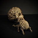 Death Beetle and Undead Ball