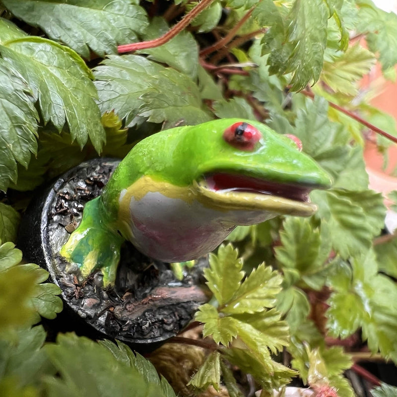 The Armless Frog