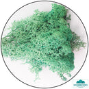 Lichen - Reindeer Moss (Icelandic Moss) Pacific Green - Only-Games