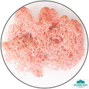 Lichen - Reindeer Moss (Icelandic Moss) Rose - Only-Games