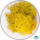 Lichen - Reindeer Moss (Icelandic Moss) Yellow - Only-Games