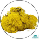 Lichen - Reindeer Moss (Icelandic Moss) Lemon Yellow - Only-Games