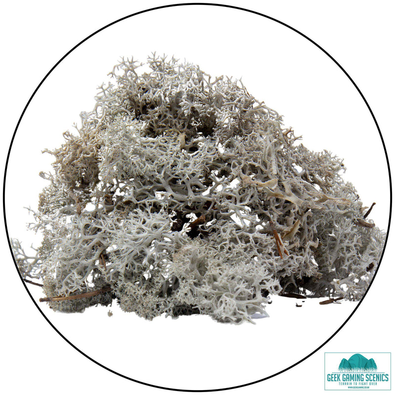 Lichen - Reindeer Moss (Icelandic Moss) Light Grey - Only-Games