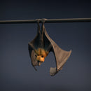 Flying Fox 1/32 - Only-Games