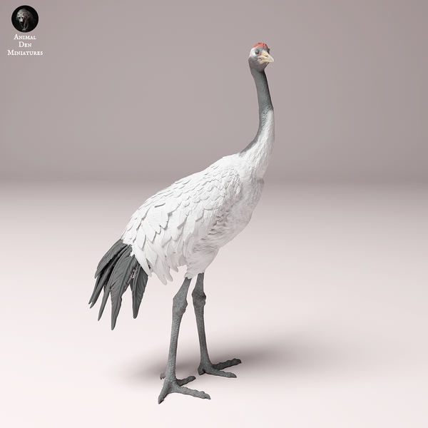 Red-Crowned Crane 1/32