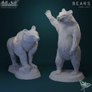 Bears