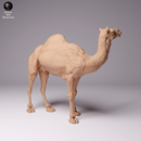 Dromedary Camel Male 1/43 - Only-Games
