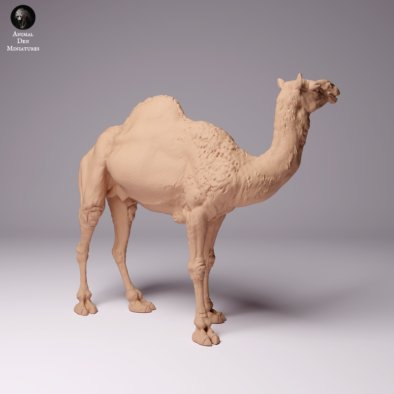 Dromedary Camel Male 1/43 - Only-Games