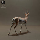 Thomson's Gazelle - Only-Games