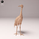 Red-Crowned Crane 1/87 - Only-Games