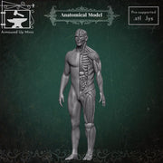Anatomical Model - Only-Games