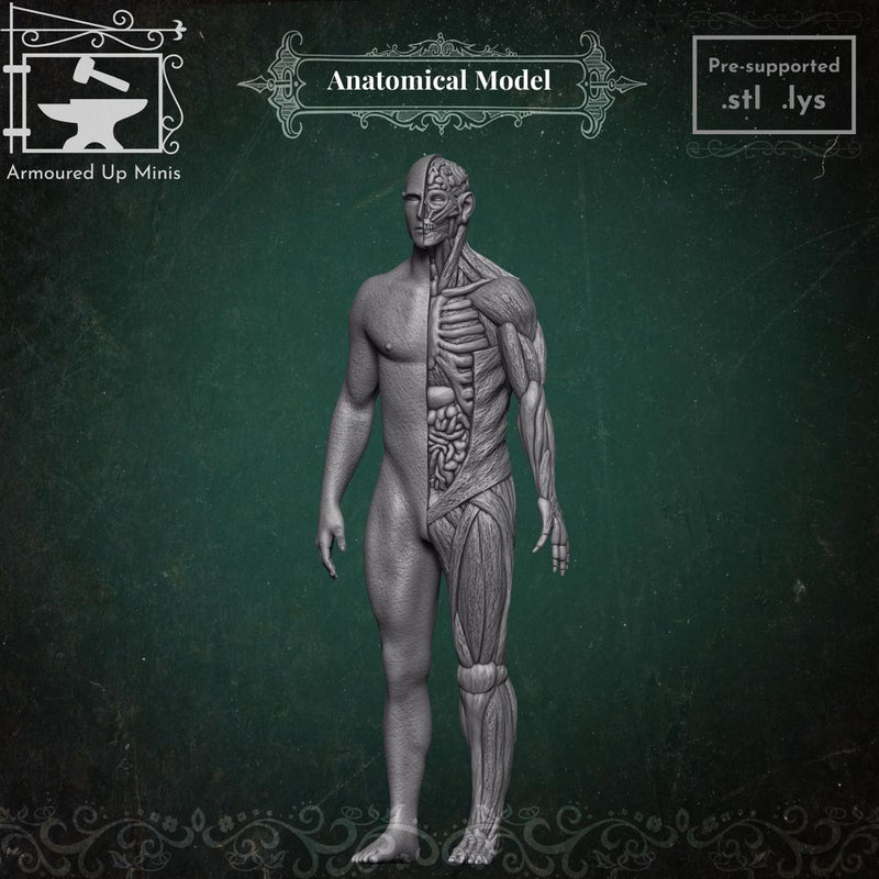 Anatomical Model - Only-Games
