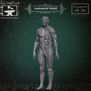 Anatomical Model - Only-Games