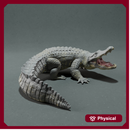 American Alligator - Attack