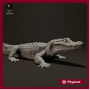 Black Caiman Sunbathing 1/18