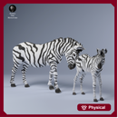 Plains Zebra Female with Calf 1/43