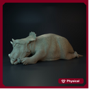 Triceratops baby sleeping dinosaur