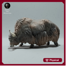 Himalayan Wild Yak Grazing