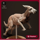 Red Kangaroo Jack Jumping