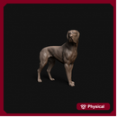 Great Dane  dog