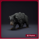 Sloth Bear