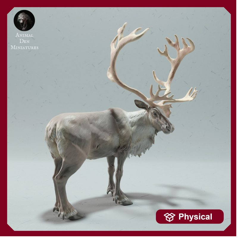 Reindeer / Caribou Bull