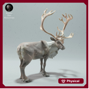 Reindeer / Caribou Bull
