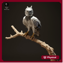 Harpy Eagle 1/13