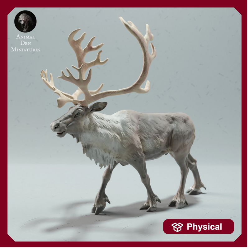 Reindeer / Caribou Bull Calling