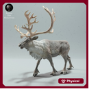 Reindeer / Caribou Bull Calling