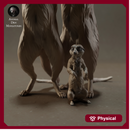 Meerkats 1/9
