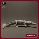 Nile Crocodile 1/43