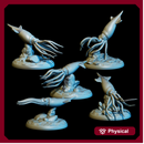 Cordoba Squid Pack (5)