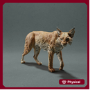 Bobcat / Lynx